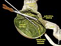 Valva ileo-cecală și apendicele vermiform