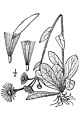 Erigeron pulchellus