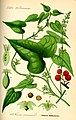 Ilustação da Flora von Deutschland, Österreich und der Schweiz 1885