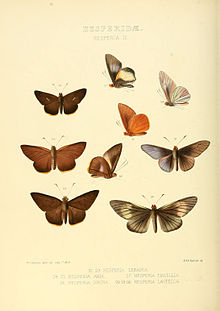 Илюстрации на нови видове екзотични пеперуди Hesperia III.jpg