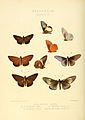 Illustrations of new species of exotic butterflies Hesperia III.jpg