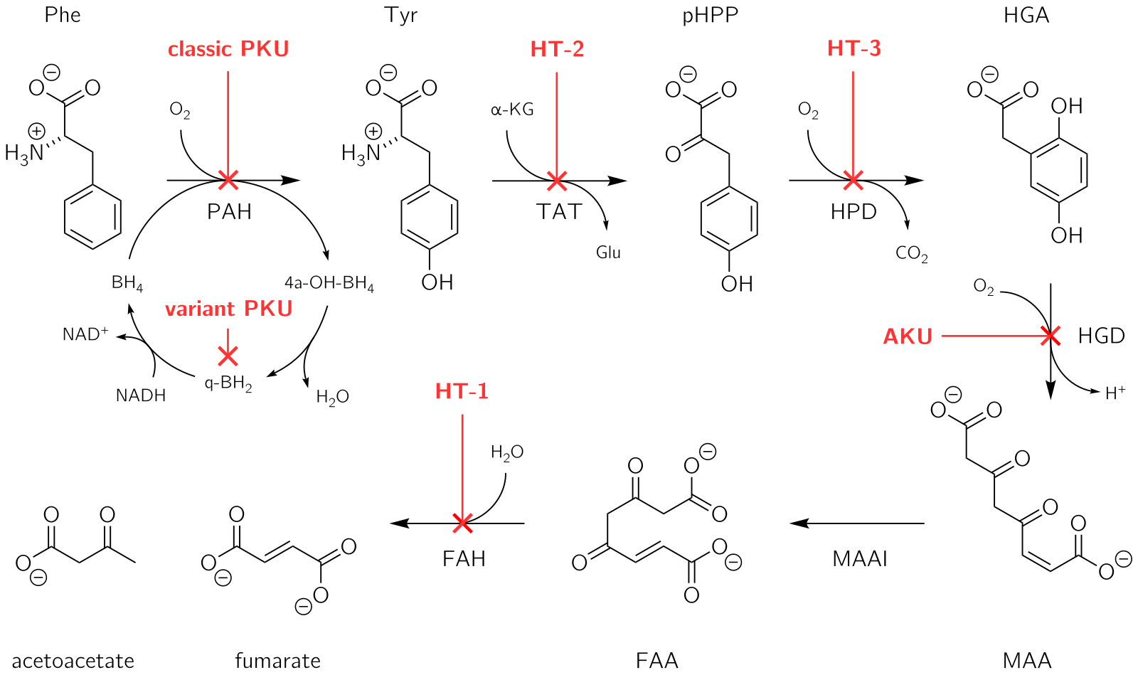 Pathophysiology of metabolic disorders of tyrosine, resulting in elevated levels of tyrosine in blood. Inborn errors of metabolism of phenylalanine and tyrosine.svg