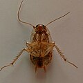 Insect1460983a2r.jpg