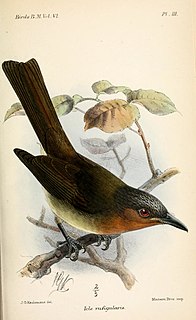 Zamboanga bulbul Species of bird