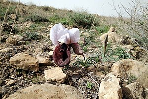 Iris elegantissima.jpg