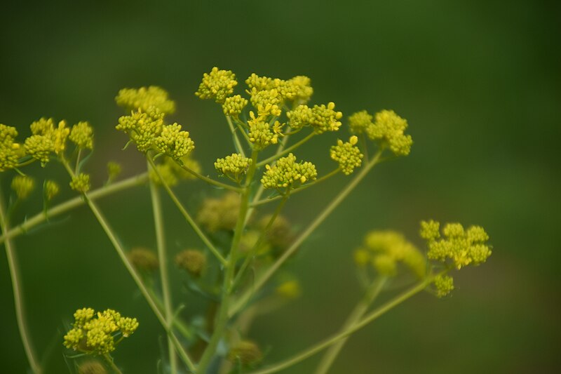 File:Isatis tinctoria in Botanical Garden of Besançon002.JPG