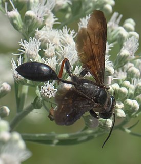 <i>Isodontia auripes</i>