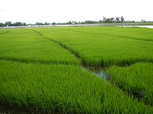Rice paddies in Balagtas, Bulacan.