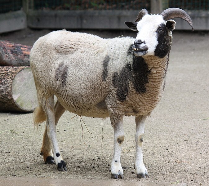 File:Jacobs Sheep 001.jpg