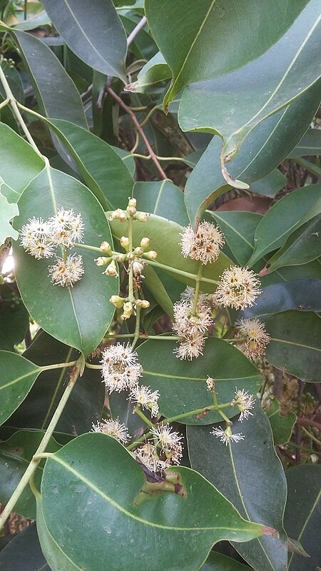 Fail:Jamun Flower.jpg