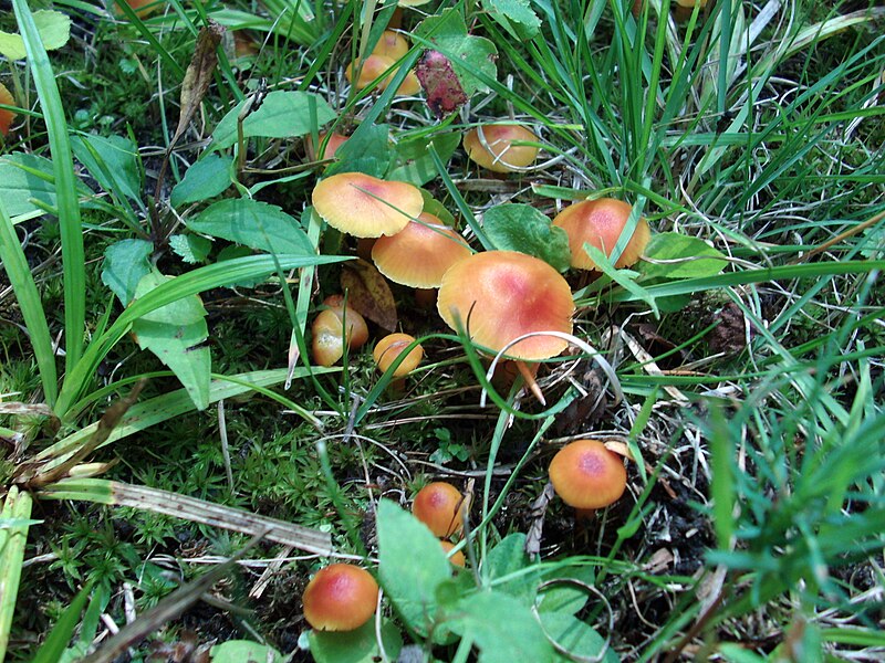 File:Jhansonxi mushroom 20090809-1.jpg