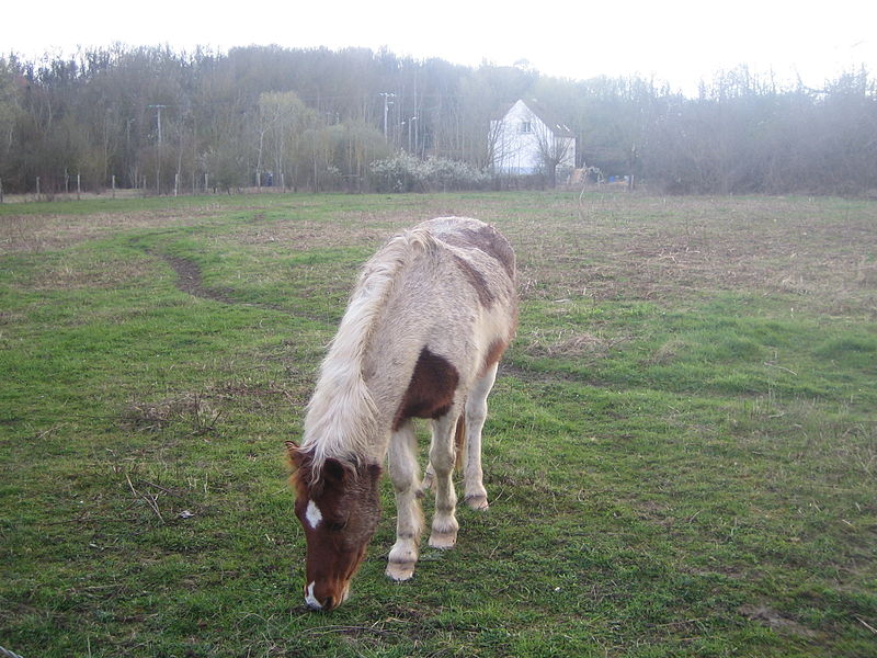 File:Jielbeaumadier cheval boissise-le-roi 2008.jpeg