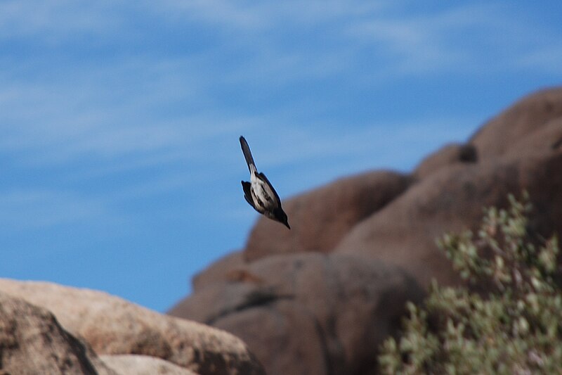 File:Joshua Tree - Western Scrub Jay flying - 2e.jpg