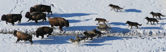 Wolves hunting bison in Yellowstone National Park.