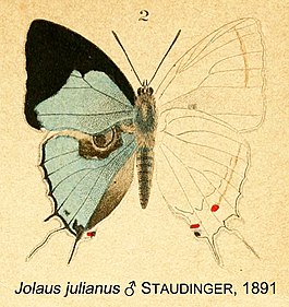 Iolaus julianus