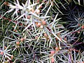 With pollen cones; Sierra Madrona, Spain