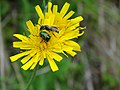 unbekannte Biene und Käfer