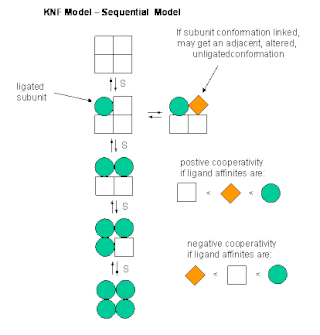 <span class="mw-page-title-main">Sequential model</span> Type of model used in biochemistry