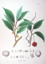 Vignette pour Schisandraceae