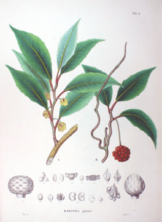 <i>Kadsura japonica</i> Species of flowering plant