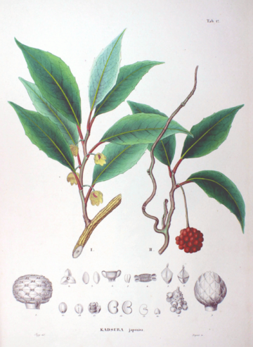 Uvaria japonica