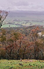 Thumbnail for File:Kangaroo on Mount Majura, ACT.jpg