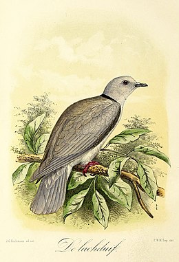 Keulemans 1869