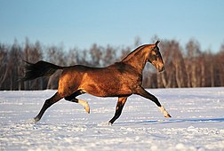 栗毛のアハルテケの若い1頭が雪原を心持ちゆるやかにギャロップしています。黒駒のほうもそうですが、馬具という人工物を一切つけていませんので、自然体の美しさが際立っています。朝の光が馬の毛並みを輝かせています。