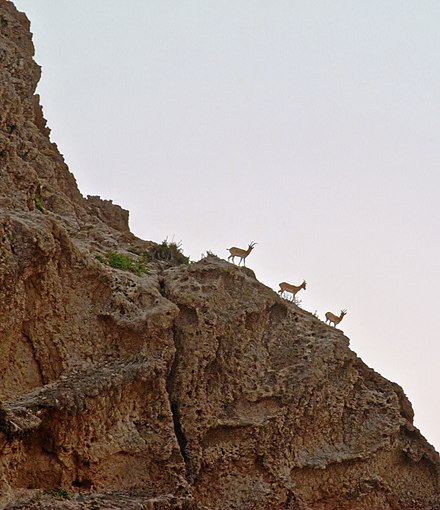 Sindh Ibex on a hill