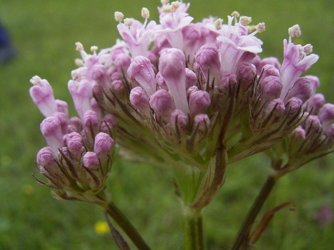 Valeriana dioica