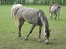 Polish Arabian from the Janow Podlaski Stud Farm Kon Arabski w Janowie Podlaskim.jpg