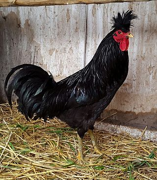 <span class="mw-page-title-main">Kosovo Longcrower</span> Breed of chicken