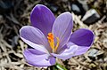 * Nomination Crocus flower.--Peulle 12:46, 22 April 2019 (UTC)  Support Good quality. --Chenspec 20:25, 23 April 2019 (UTC) * Promotion {{{2}}}