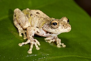 <i>Kurixalus eiffingeri</i> species of amphibian