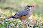 Miniatura para Turdus libonyana