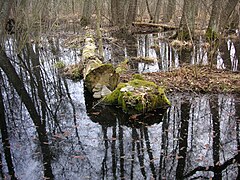 Reservatets fuktlövskog