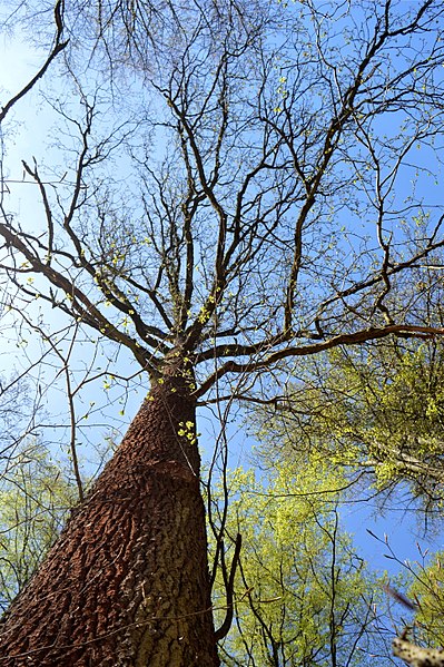 File:LSG Solling-Vogler - Bei Hellental - Am Großen Ahrensberg im Frühling (26).jpg