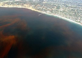 Visible layers of a red tide, a planktonic algal bloom, off the shores of Southern California La-Jolla-Red-Tide.780.jpg