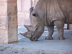 Whi, un rhinocéros blanc mâle (Ceratotherium simum).