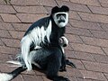 A Colobus guereza monkey in 2014