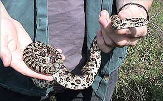 <i>Lampropeltis calligaster</i> Species of snake