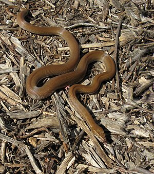 Brown house snake (Boaedon fuliginosus)