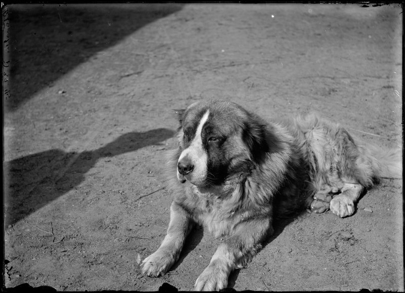 File:Large dog laying down (I0013530).tif