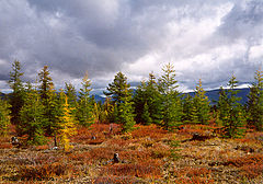 Skov med dahurisk lærk i Sibirien