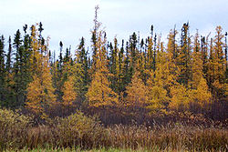 Larix laricina.jpg