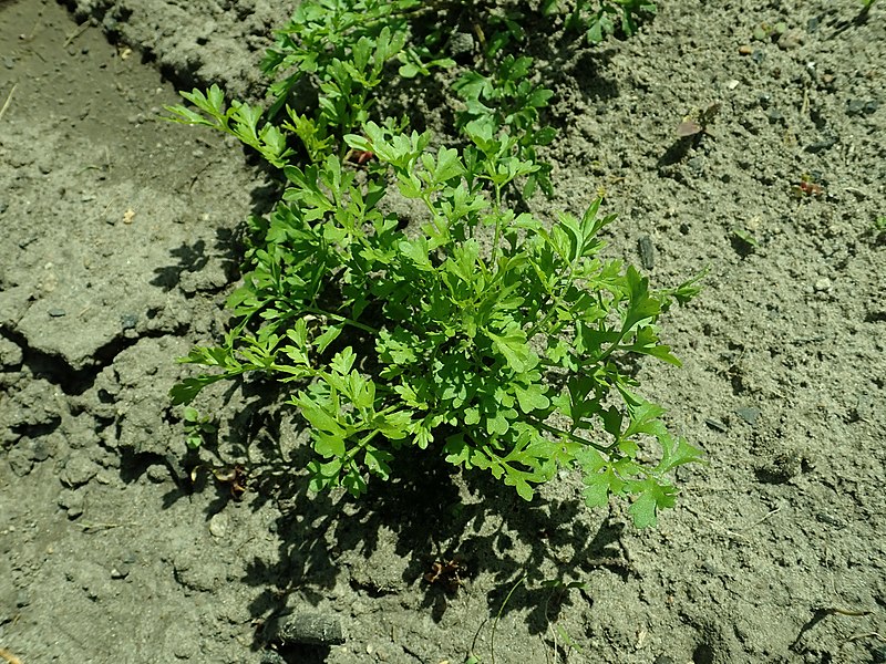 File:Lepidium sativum 2019-05-12 3195.jpg