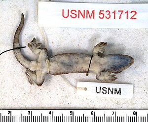 Lepidodactylus tepukapili bottom.jpg