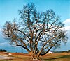 Obere Linde an der Oberen Talwiese bei Hildrizhausen (2003)