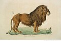 Lion de Barbarie en Algérie 1819.