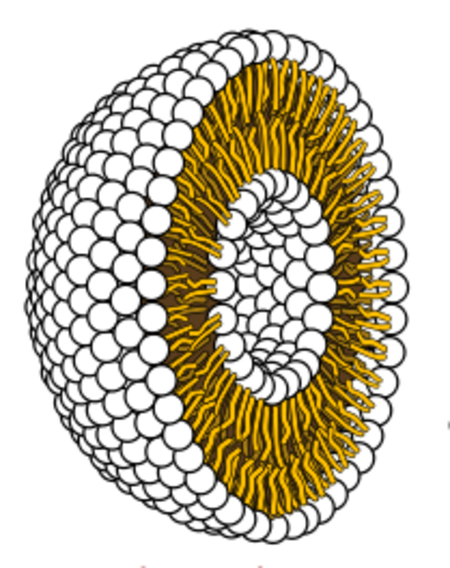 Tập_tin:Liposome_cross_section.png